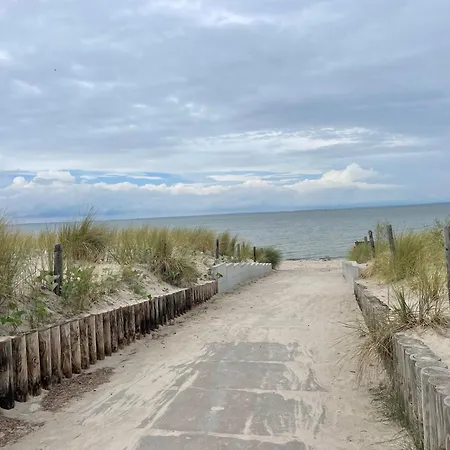 Blaumuschel Sprotte 6 Daire Lubmin